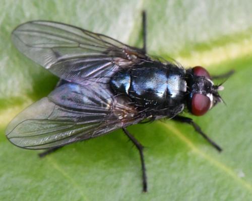 Réf. 334 595 : Eudasyphora cyanicolor